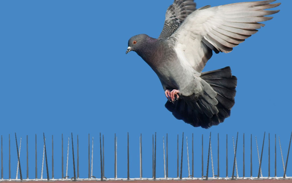 Bird Spike
